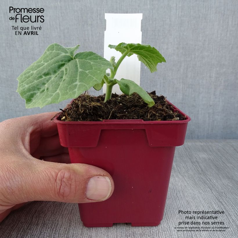 Spécimen de Courge Musquée d'hiver de Provence - Cucurbita moschata Godet de 10 cm tel que livré au printemps