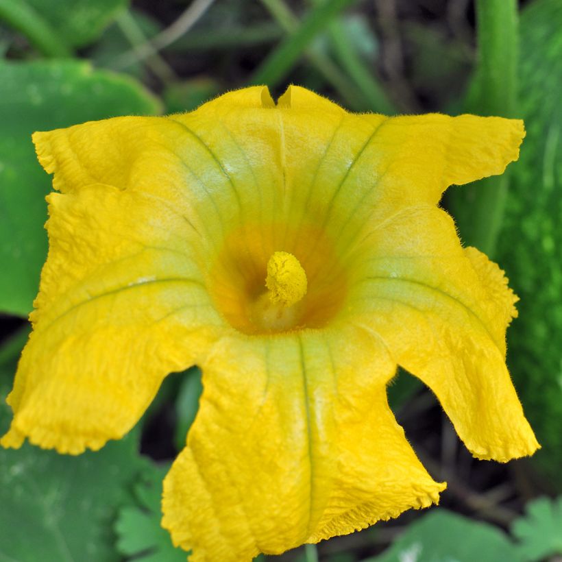Courge de Siam Bio - Ferme de Sainte Marthe (Floraison)