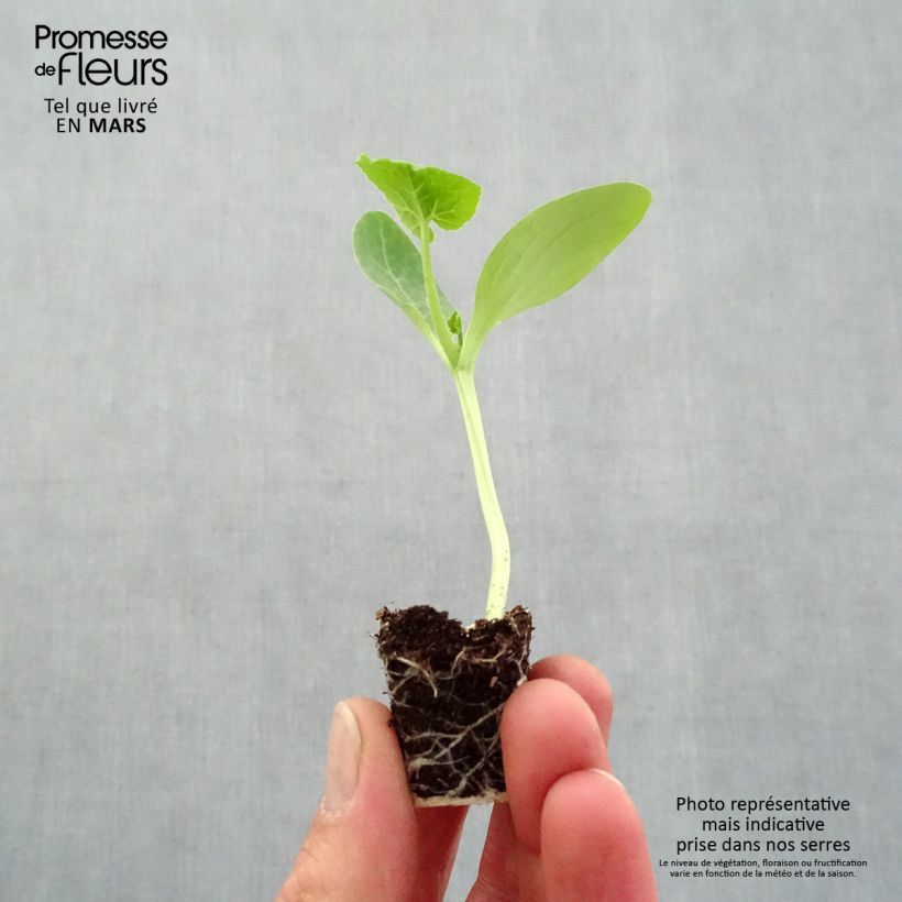 Spécimen de Courgette Easy Pick Gold F1 en plants Mini-motte 3 cm tel que livré au printemps