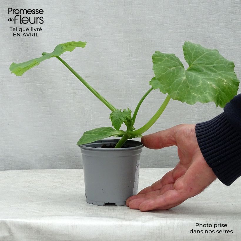 Spécimen de Courgette Easy Pick Green F1 en plants tel que livré au printemps