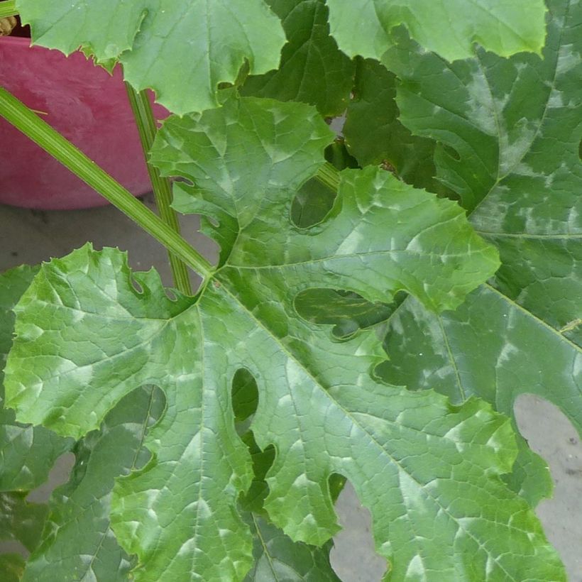 Courgette Easy Pick Green F1 en plants (Feuillage)