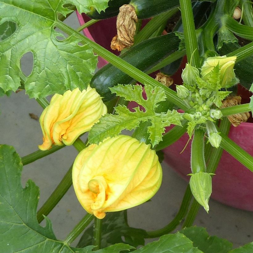 Courgette Easy Pick Green F1 en plants (Floraison)