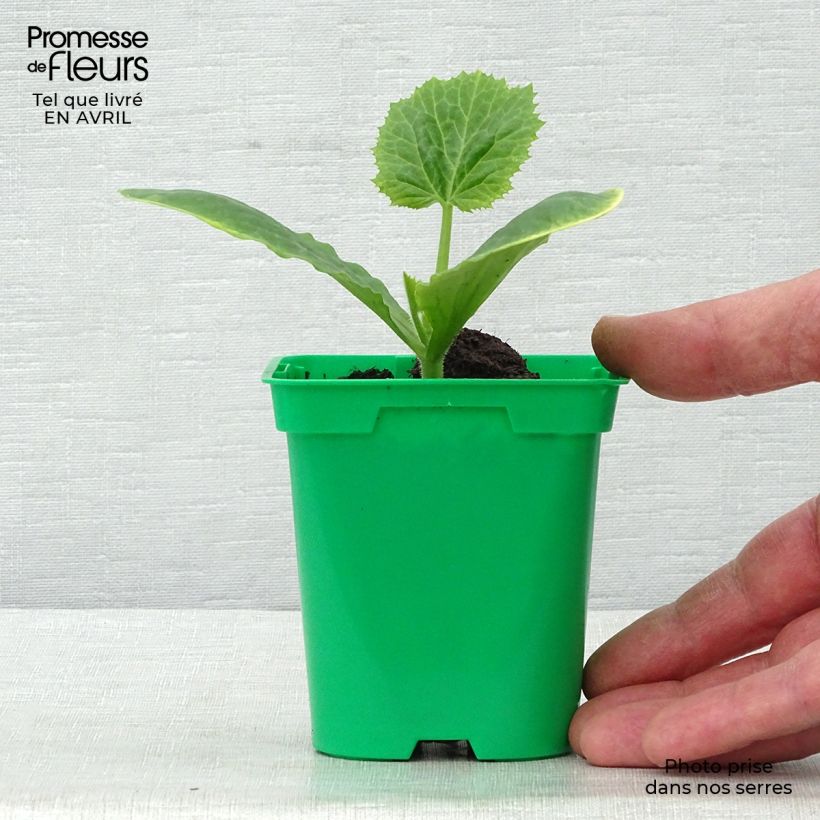 Spécimen de Courgette Floridor F1 en plants Pot de 10,5 cm tel que livré au printemps