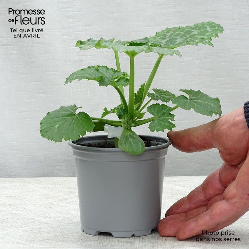 Spécimen de Courgette Kimber F1 en plants GREFFES en godet de 8/9cm tel que livré au printemps