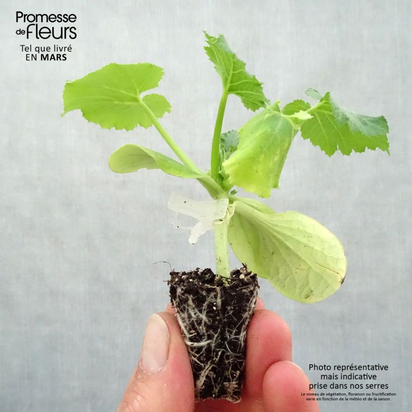 Spécimen de Courgette Kimber F1 en plants GREFFES en mini-mottes tel que livré au printemps