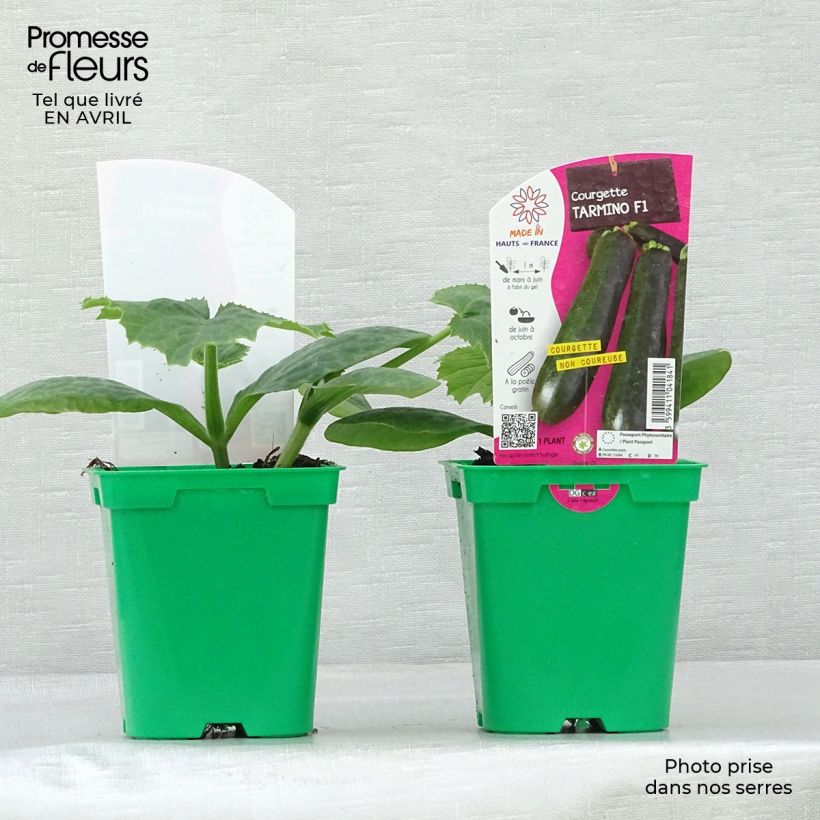 Spécimen de Courgette Tarmino F1 en plants tel que livré au printemps