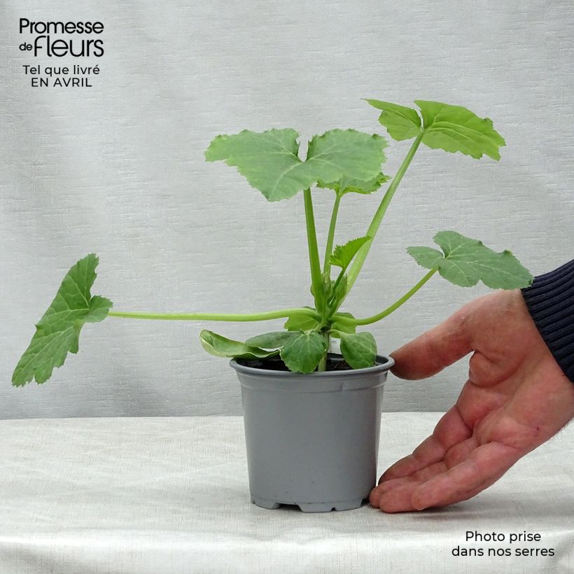 Spécimen de Courgette jaune Sebring F1 en plants GREFFES  Godet de 8/9 cm tel que livré au printemps