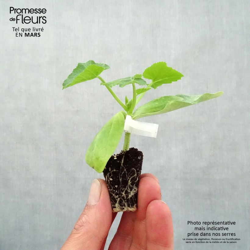 Spécimen de Courgette jaune Sebring F1 en plants GREFFES en mini-motte tel que livré au printemps