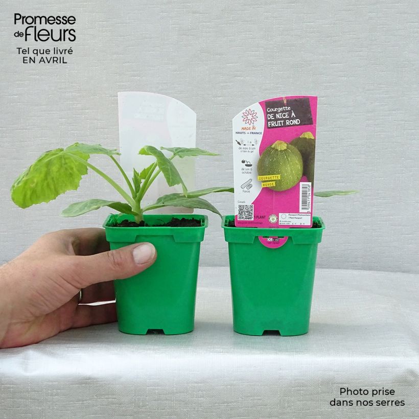 Spécimen de Courgette ronde de Nice F1 en plants  - Cucurbita pepo tel que livré au printemps