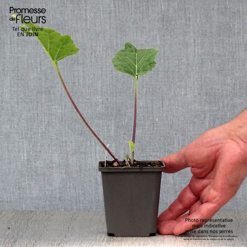 Spécimen de Crambe cordifolia - Chou nuage blanc Godet de 8/9 cm tel que livré en été