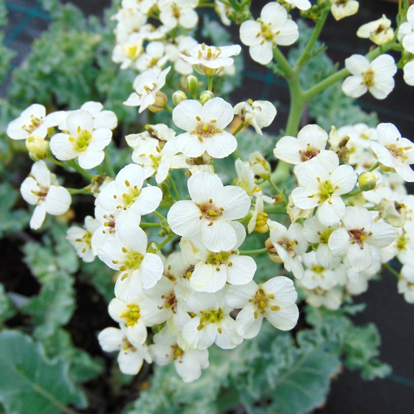 Crambe maritima - choux maritime (Floraison)