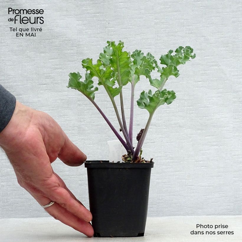 Spécimen de Crambe maritima - choux maritime Godet de 9cm tel que livré au printemps