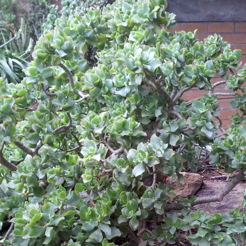 Crassula arborescens Curly Grey (Port)