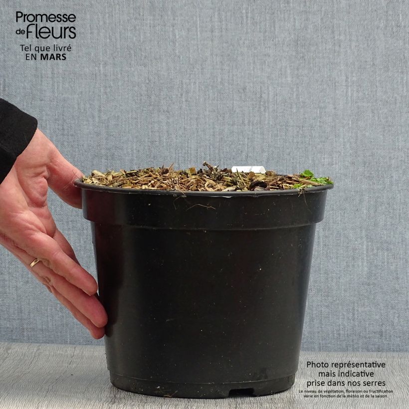 Spécimen de Crassula arborescens Curly Grey Pot de 3L/4L tel que livré au printemps