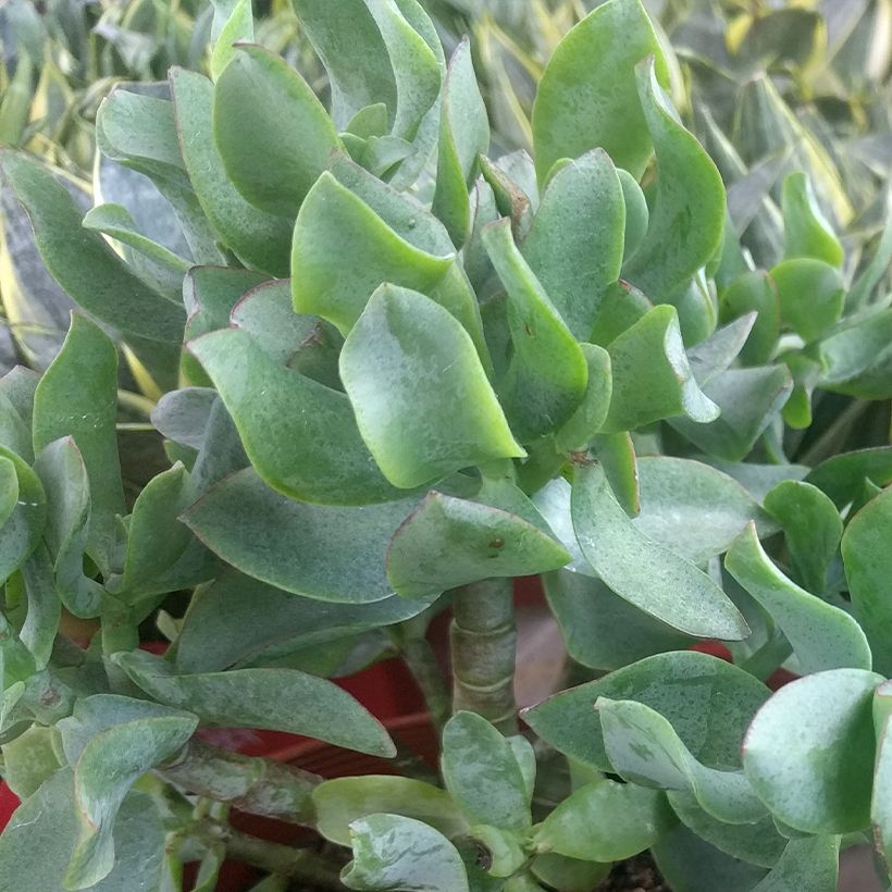 Crassula arborescens Curly Grey (Feuillage)