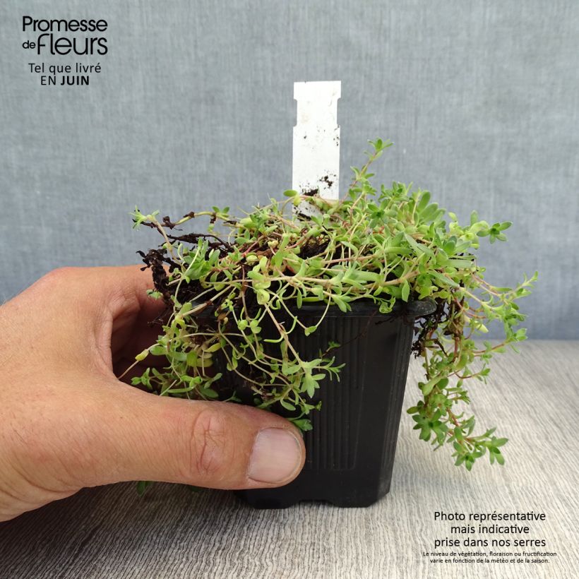 Spécimen de Crassula exilis subsp. sedifolia Godet de 8/9 cm tel que livré en été