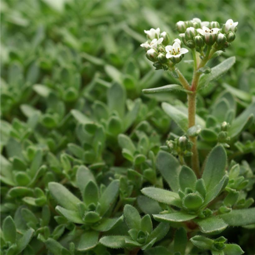 Crassula exilis subsp. sedifolia (Feuillage)