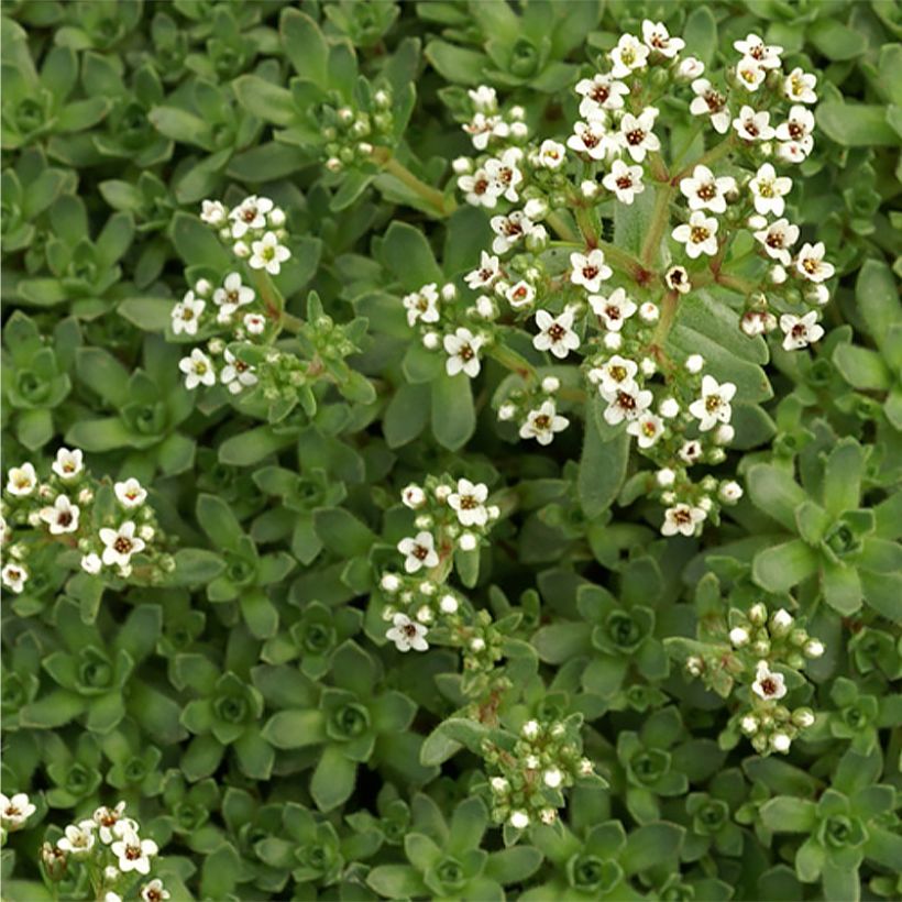 Crassula exilis subsp. sedifolia (Floraison)