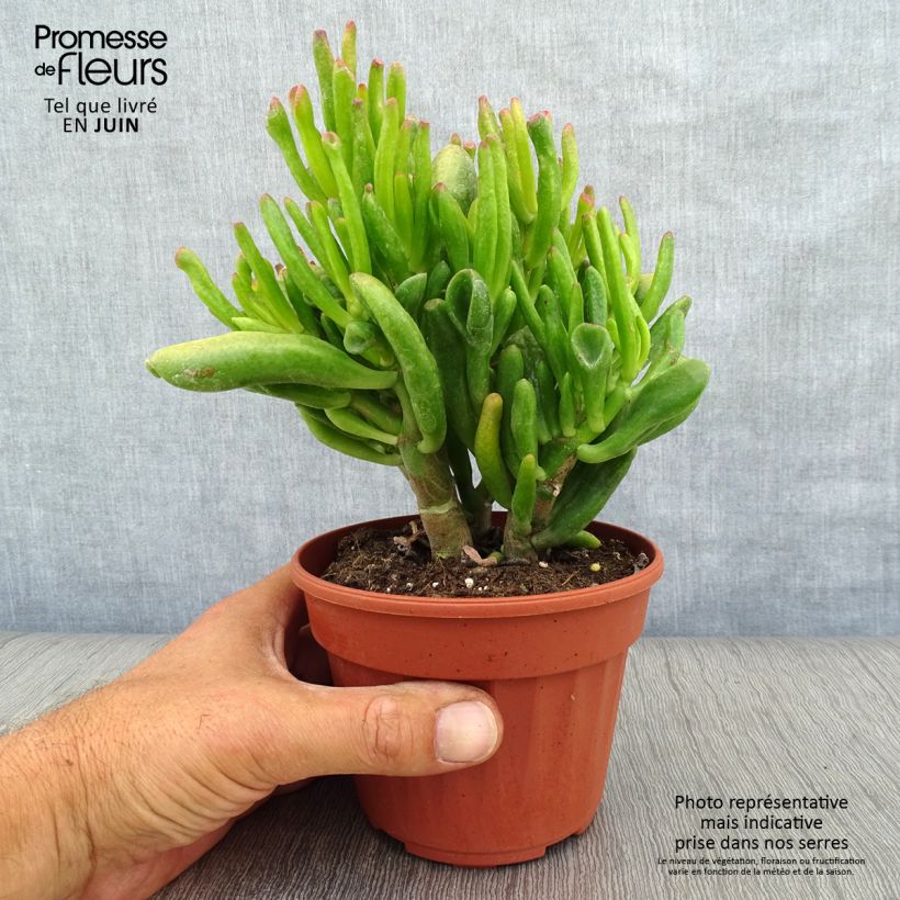 Spécimen de Crassula ovata Hobbit Pot de 12 cm / 13 cm tel que livré en été