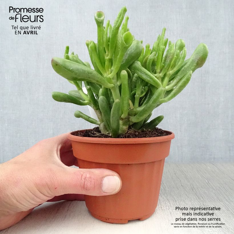 Spécimen de Crassula ovata Hobbit Pot de 13 cm tel que livré au printemps