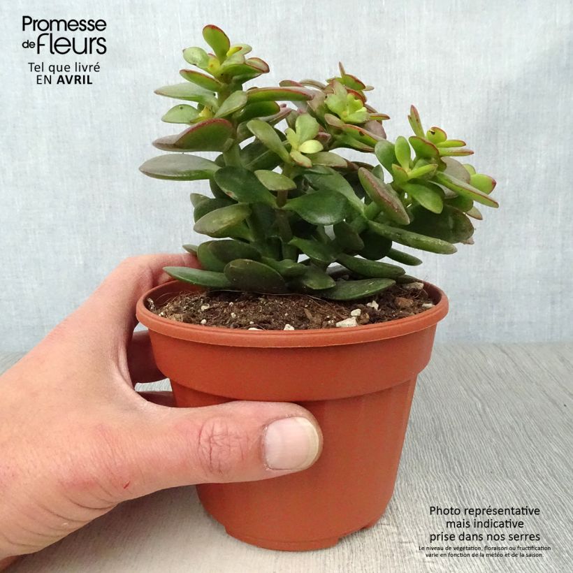 Spécimen de Crassula ovata Minor Pot de 13 cm tel que livré au printemps