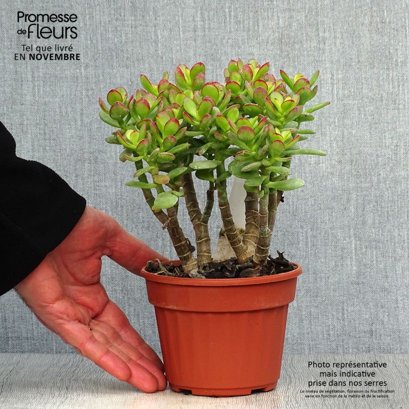 Spécimen de Crassula ovata Minor tel que livré en automne