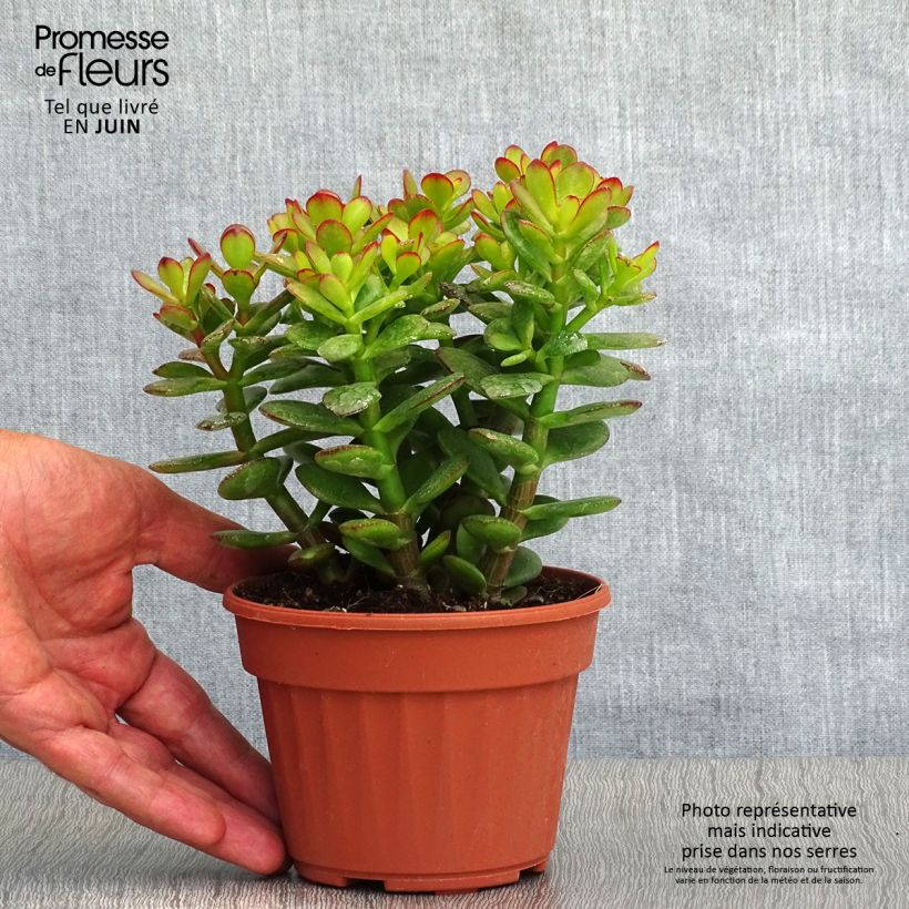 Spécimen de Crassula ovata Minor Pot de 12 cm / 13 cm tel que livré en été