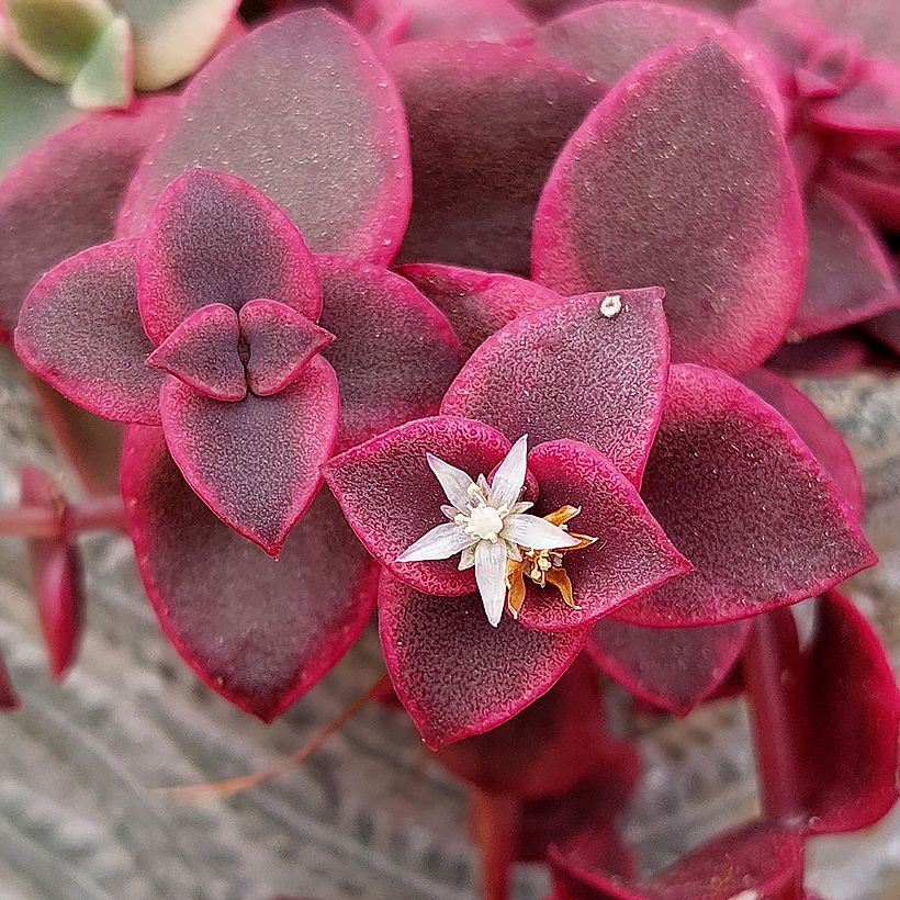 Crassula pellucida ssp. marginalis (Floraison)