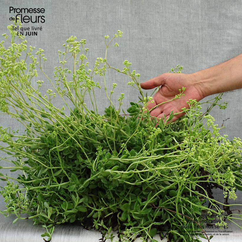 Spécimen de Crassula radicans Small Red - Carpette rouge Pot de 2L/3L tel que livré en été