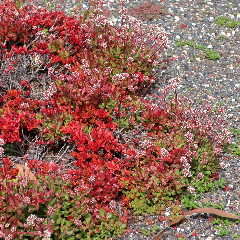 Crassula radicans Small Red - Carpette rouge (Port)