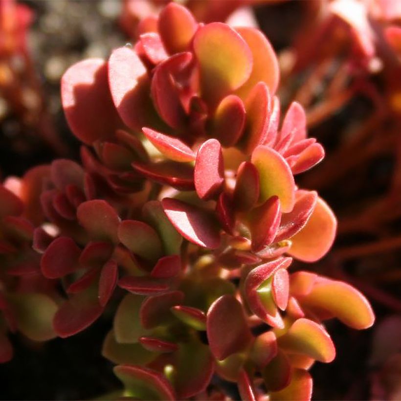 Crassula radicans Small Red - Carpette rouge (Feuillage)