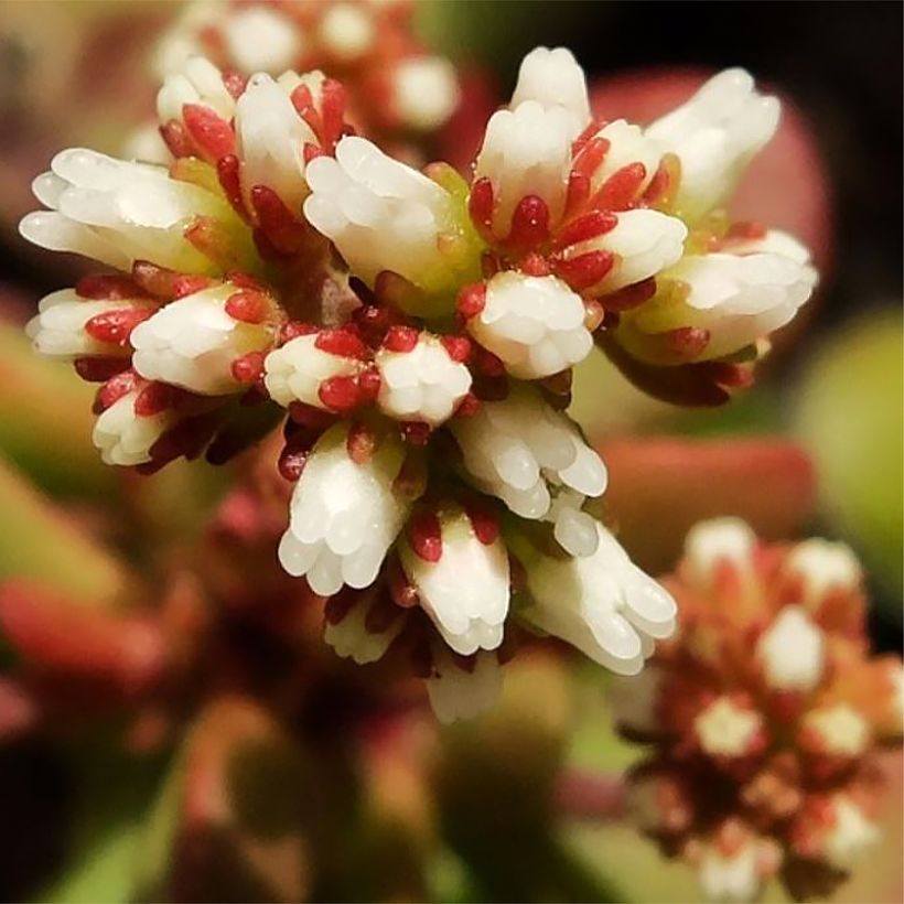 Crassula radicans Small Red - Carpette rouge (Floraison)