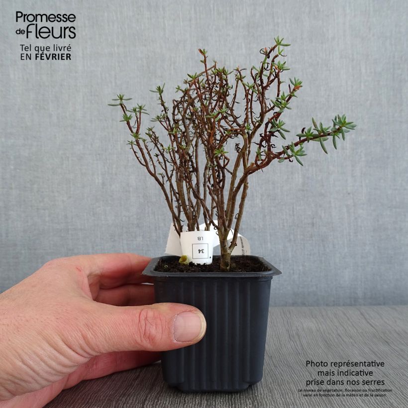 Spécimen de Crassula sarcocaulis tel que livré en hiver