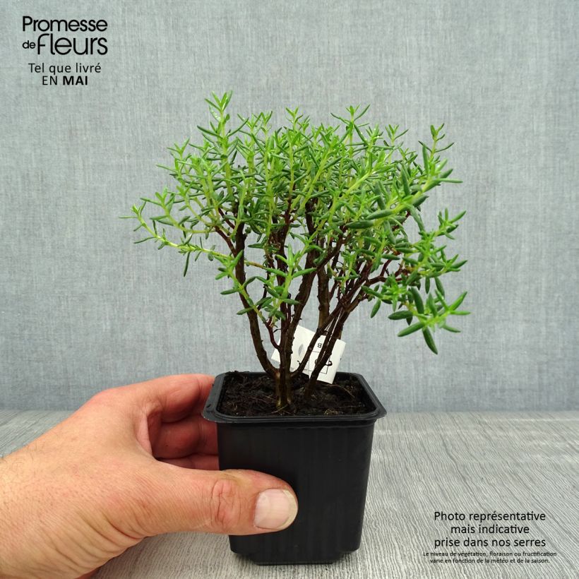 Spécimen de Crassula sarcocaulis Godet de 9cm tel que livré au printemps