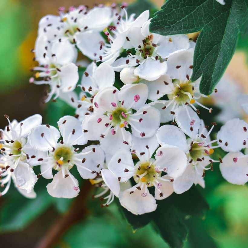 Crataegus azarolus - Azérolier (Floraison)