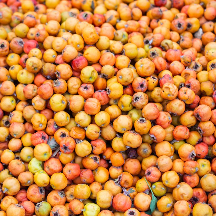 Crataegus azarolus - Azérolier (Récolte)