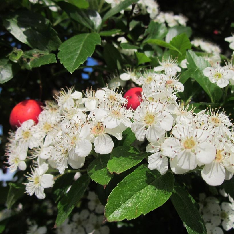 Crataegus grignonensis - Aubépine de Grignon (Floraison)