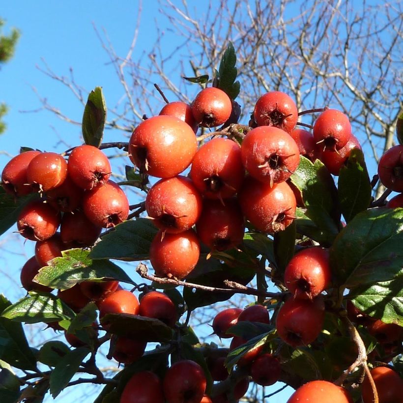 Crataegus grignonensis - Aubépine de Grignon (Récolte)