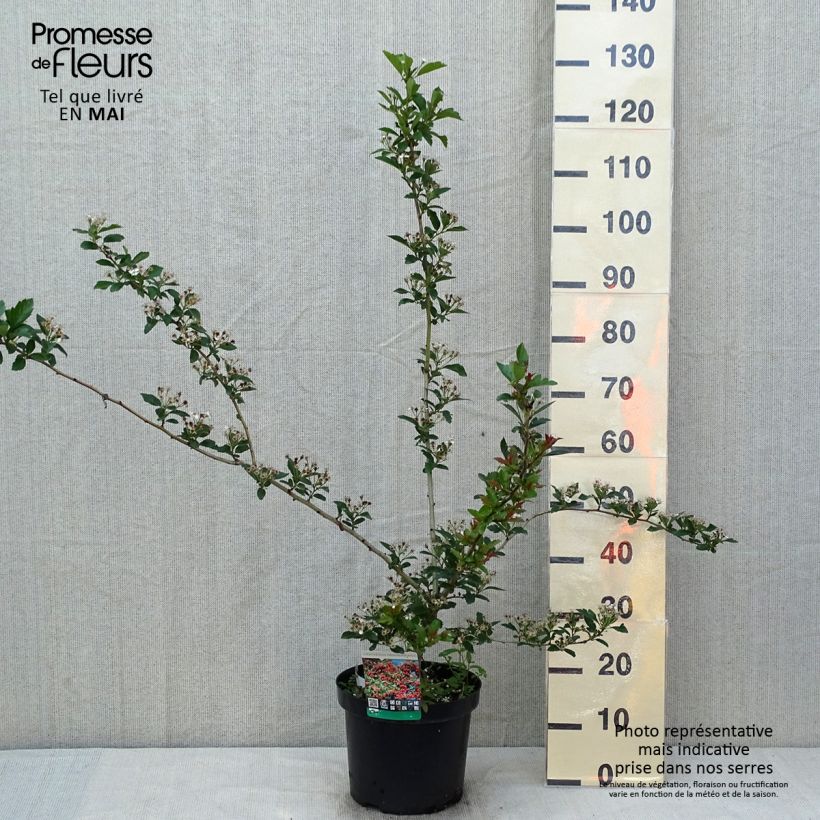 Spécimen de Crataegus grignonensis - Aubépine de Grignon Pot de 7,5L/10L tel que livré au printemps