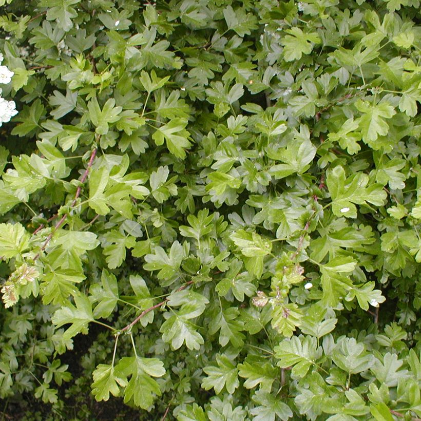 Crataegus laevigata - Aubépine lisse ou à deux styles (Feuillage)
