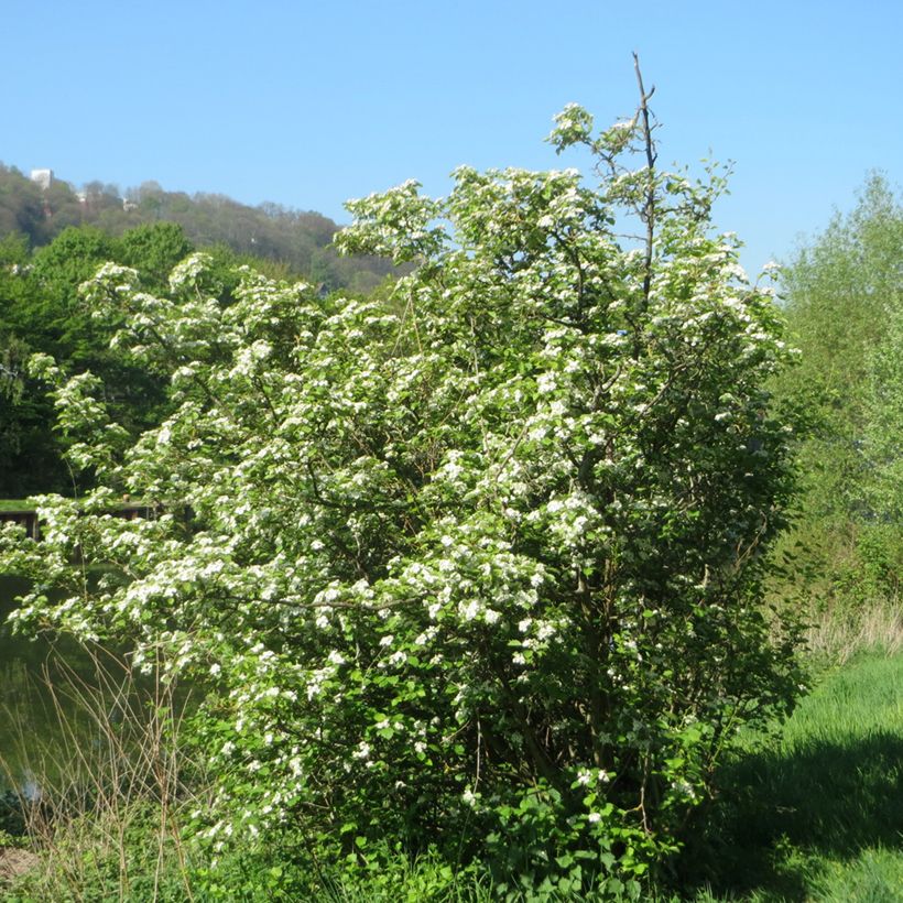 Crataegus laevigata - Aubépine lisse ou à deux styles (Port)