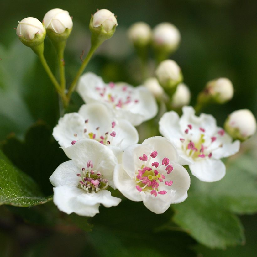 Crataegus laevigata - Aubépine lisse ou à deux styles (Floraison)