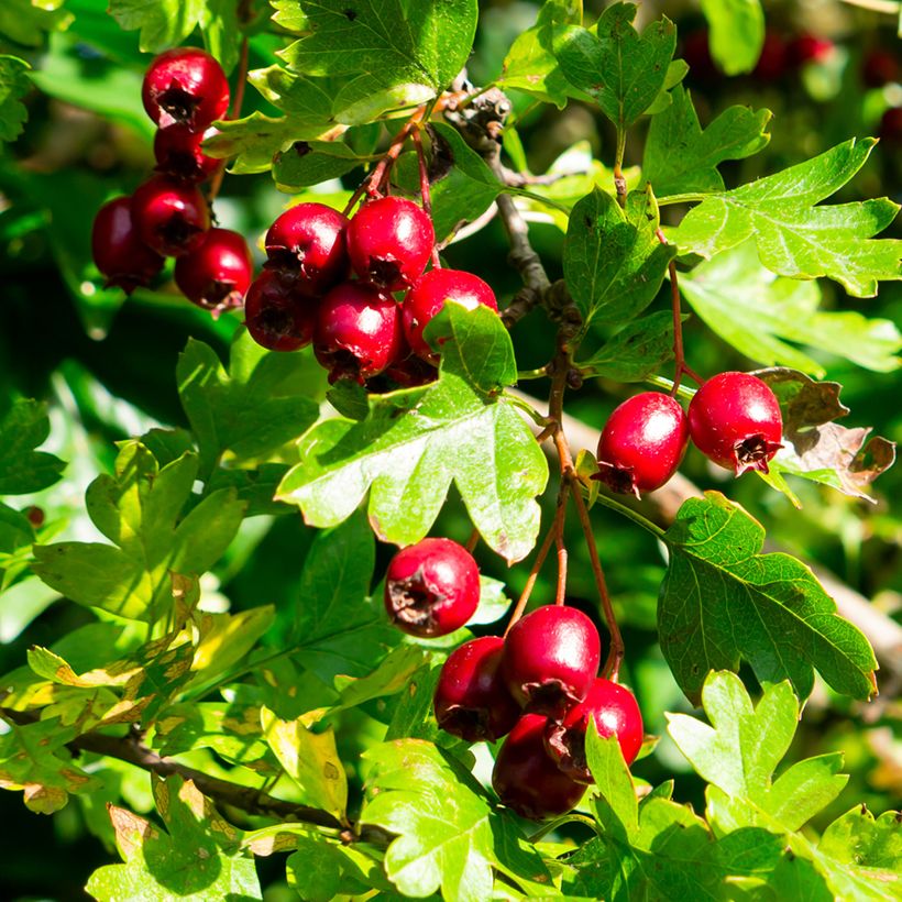 Crataegus laevigata - Aubépine lisse ou à deux styles (Récolte)