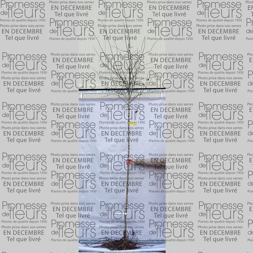 Exemple de spécimen de Aubépine - Crataegus laevigata Paul's Scarlet en racines nues Tige 6/8 tel que livré