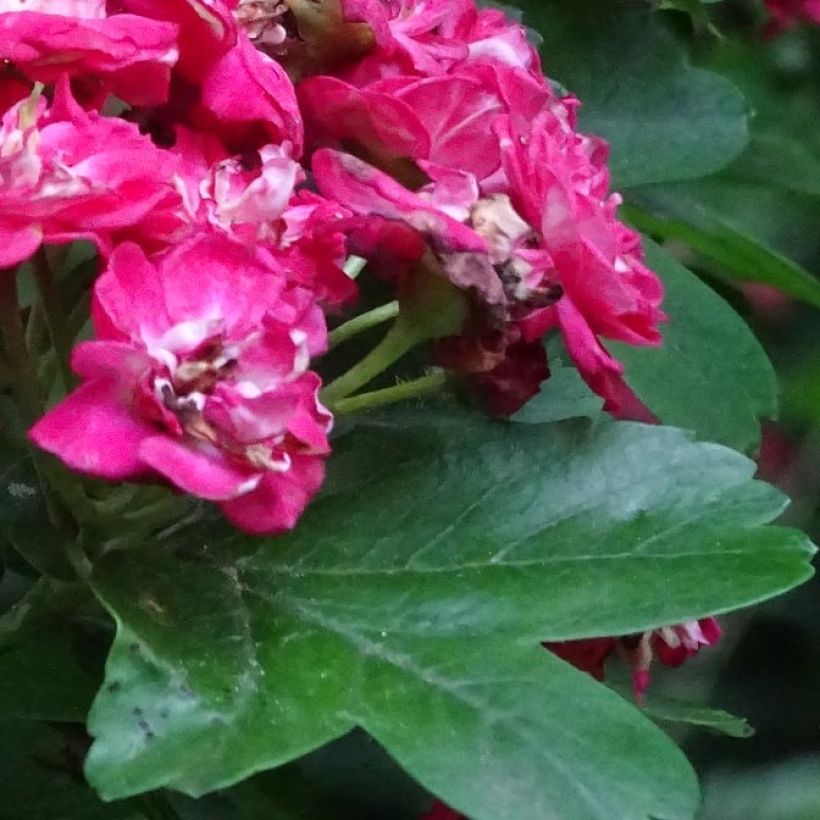 Crataegus laevigata Rosea Flore Pleno - Aubépine (Feuillage)