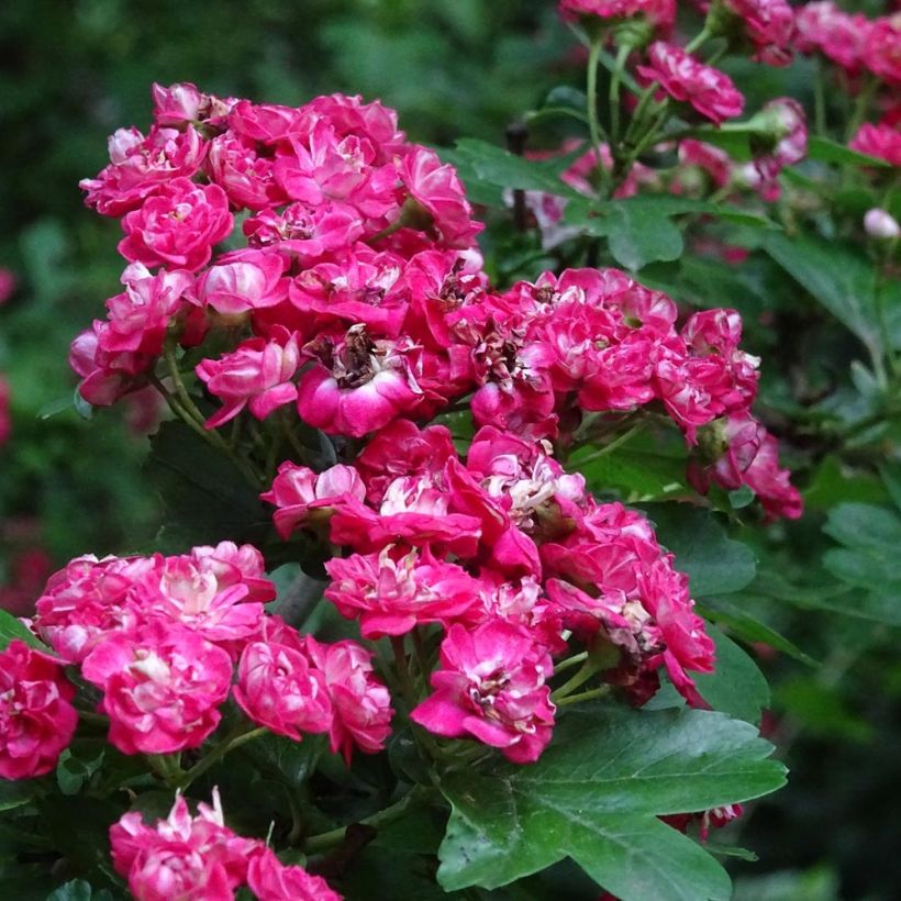 Crataegus laevigata Rosea Flore Pleno - Aubépine (Floraison)