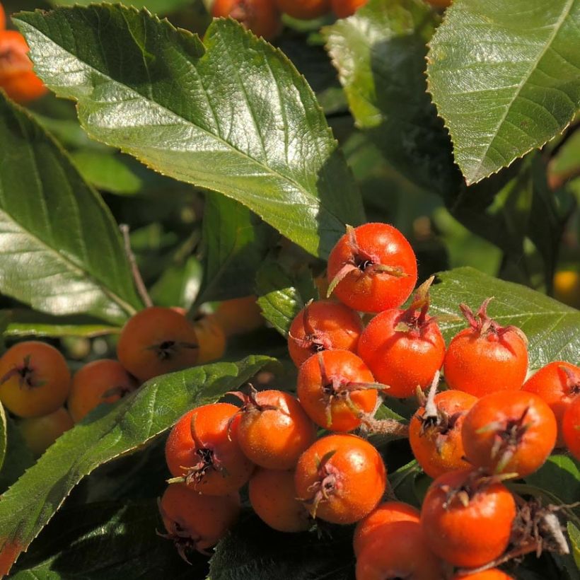 Crataegus lavallei Carrierei - Aubépine (Feuillage)