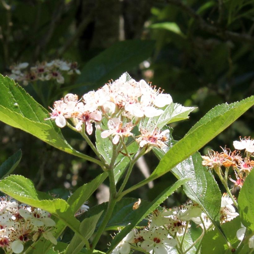 Crataegus lavallei Carrierei - Aubépine (Floraison)