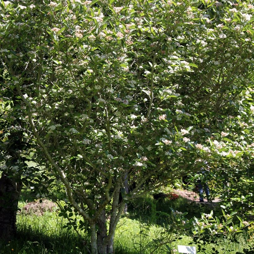 Crataegus lavallei Carrierei - Aubépine (Port)