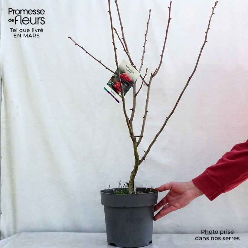 Spécimen de Crataegus lavallei Carrierei - Aubépine Pot de 3L tel que livré au printemps